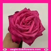 Lolita Lempicka - Garden Roses - 50cm