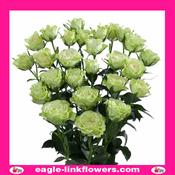 Luviana – Premium Spray Roses - 50cm image