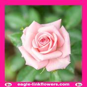 Magic Avalanche – T-Hybrid Roses - 50cm