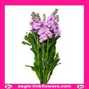 Matthiola Lilac Purple - 60cm