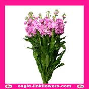 Matthiola Pink - 60cm
