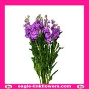 Matthiola Purple - 60cm