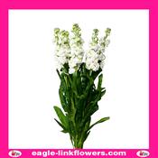 Matthiola White - 60cm