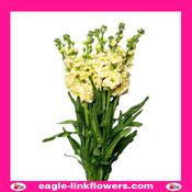 Matthiola Yellow - 60cm