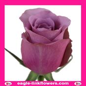 Miss Mardi – Premium Roses - 40cm