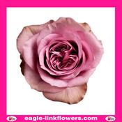 Montmartre - Garden Roses - 50cm image