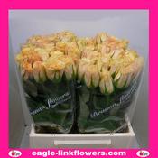 Mylo – Intermediate Roses - 40cm image
