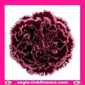Burgundy Standard Carnation - 50cm image