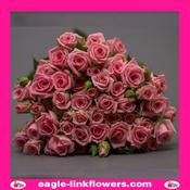 Odilia – Regular Spray Roses - 50cm