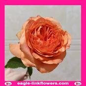 Orbit - Garden Roses - 60cm image