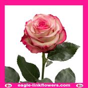 Paloma – Premium Roses - 40cm image
