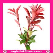 Photinia - 40cm image