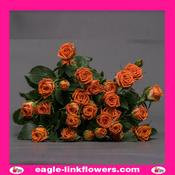 Picanto – Regular Spray Roses - 60cm