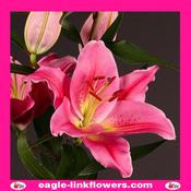 Oriental Lily Pink - 90cm