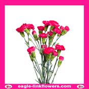 Pink Spray Carnation - 50cm image
