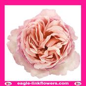 Princess Charlene - Garden Roses - 50cm