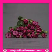 Purple Queen – Regular Spray Roses - 60cm