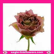 Ratatouille - Garden Roses - 40cm image