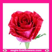 Red Intuition - Garden Roses - 50cm image