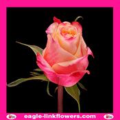 Rigoletto – Premium Roses - 40cm image
