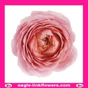Romantic Antike - Garden Roses - 50cm