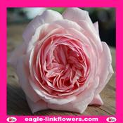 Rosalind – David Austin - 40cm image