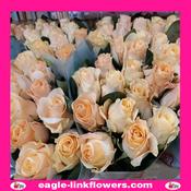 Rose Pearl Tacazzi – Premium Roses - 40cm image