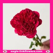 Rouge Royale - Garden Roses - 50cm image