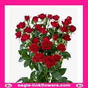 Rubicon – Regular Spray Roses - 50cm image