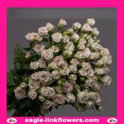 Sand blossoms – Regular Spray Roses - 50cm