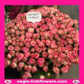 Secret Magic – Regular Spray Roses - 70cm