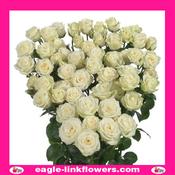 Shivani – Premium Spray Roses - 50cm image