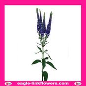 Skyler Splash Blue - 60cm