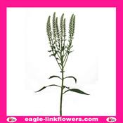 Skyler Splash White - 60cm