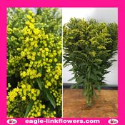 Solidago - 40cm