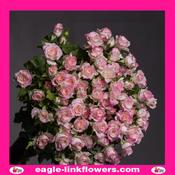 Speaking Blossoms – Regular Spray Roses - 50cm