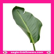 Strelitzia Leaf - 40cm
