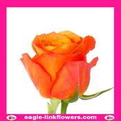 Sunglaze – Premium Roses - 40cm image