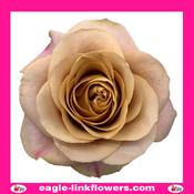 Symbol - Garden Roses - 40cm image