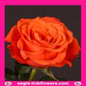 Tabasco – Premium Roses - 40cm image