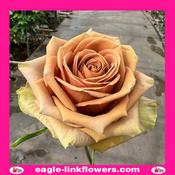 Teddy’s - Garden Roses - 40cm image