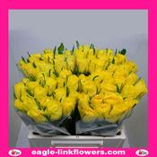 Topsun – Intermediate Roses - 40cm