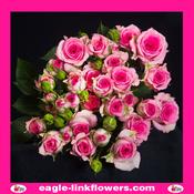 Tralala – Regular Spray Roses - 60cm