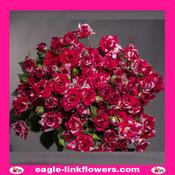 Twinkle Blossom – Regular Spray Roses - 50cm