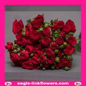 Velvet blossom – Regular Spray Roses - 50cm