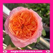 Victorian Secret - Garden Roses - 50cm image