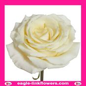 Vitality - Garden Roses - 60cm image