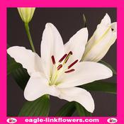 Oriental Lily White - 90cm image