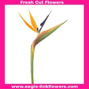 Birds of paradise - 70cm