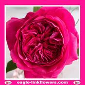 Capability – David Austin - 40cm image